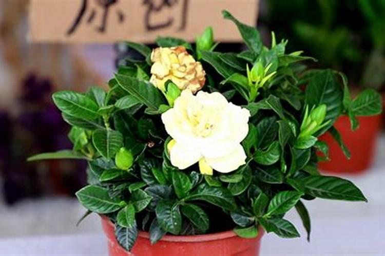 栀子花花苞时浇什么肥料