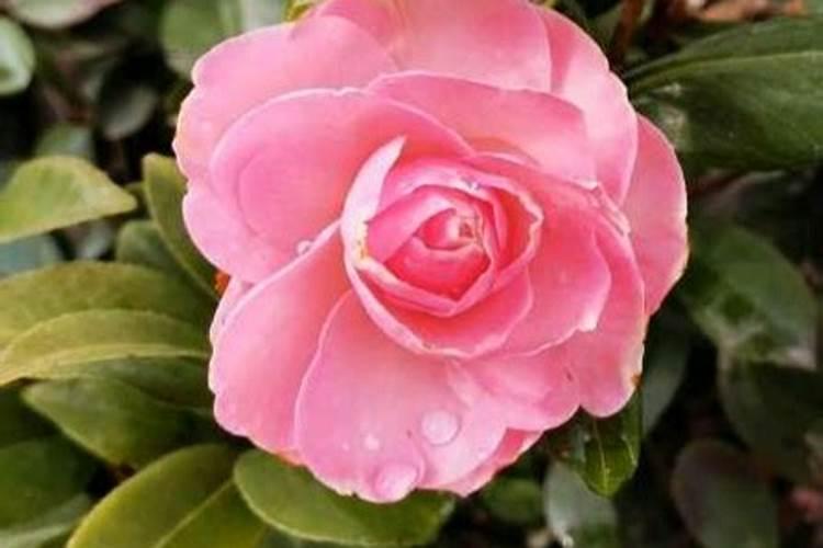 茶花不开花是怎么回事,有哪些养护方法