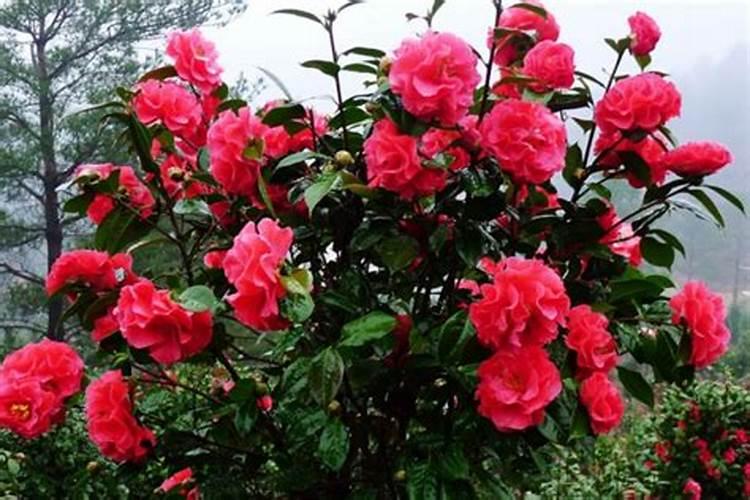 茶花不开花怎么办