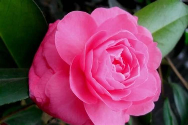 茶花不开花怎么办