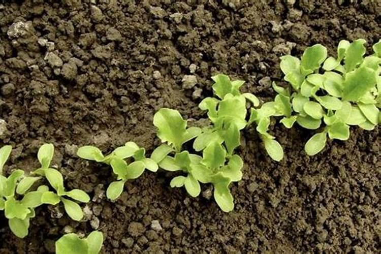 10种懒人菜,阳台和菜园都能种,不招虫不施肥,浇水就能长