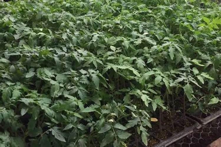 西红柿施肥的正确方法