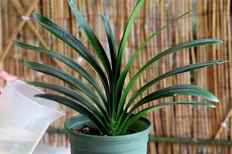 君子兰怎样浇水施肥