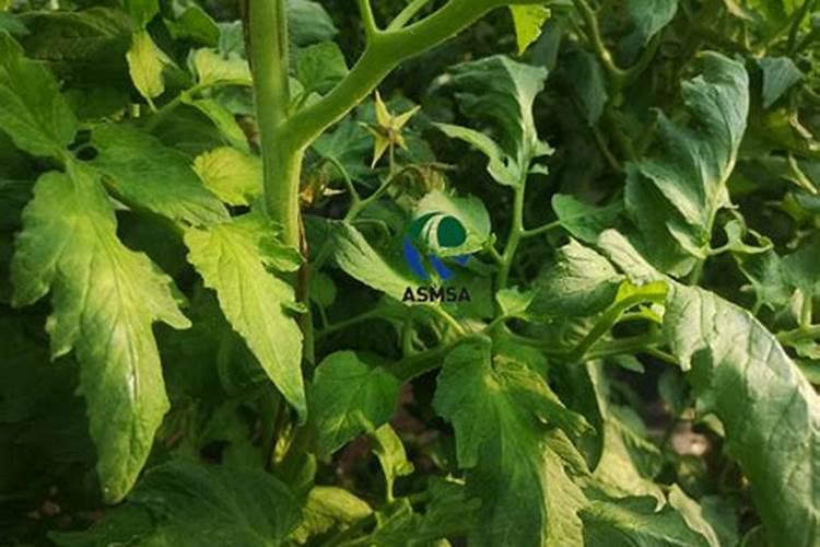 夏季番茄如何保花保果 番茄应该怎么种植