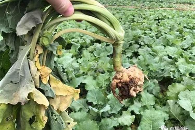 油菜根烂黄叶怎么回事