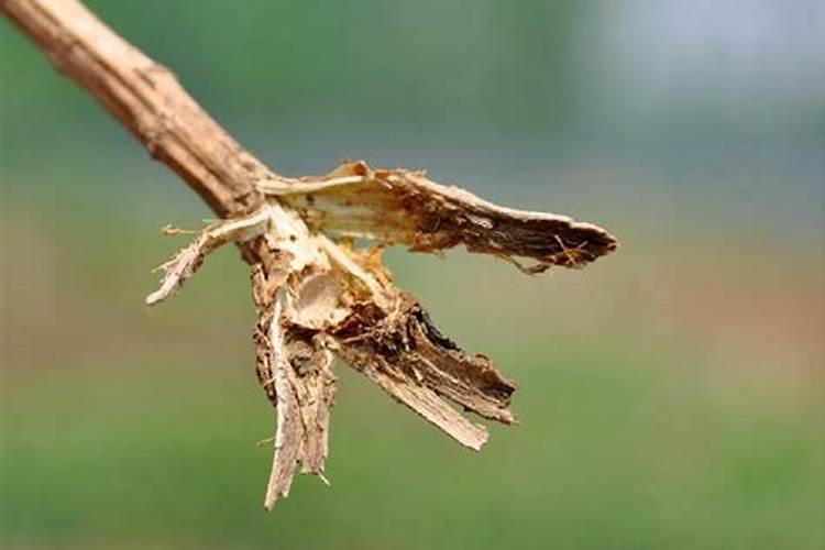 油菜拌种剂用什么好