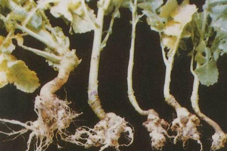 腐植酸和黄腐酸的区别