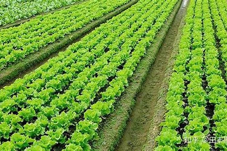 娃娃菜生长期多少天