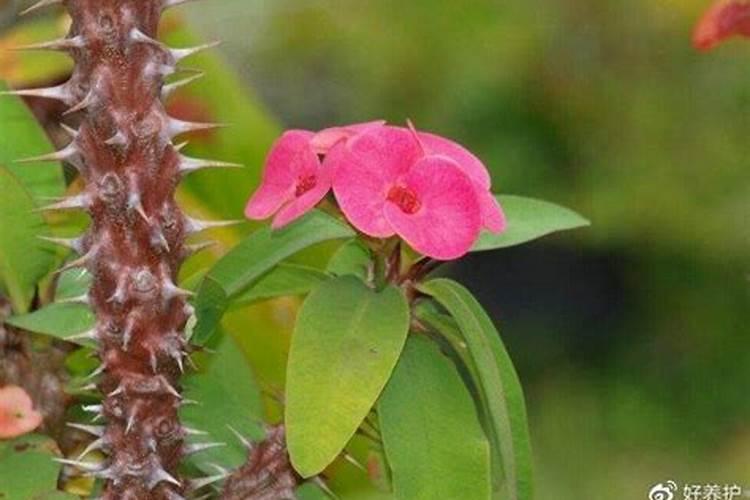 香瓜的营养价值及营养成分 什么时候吃价值高