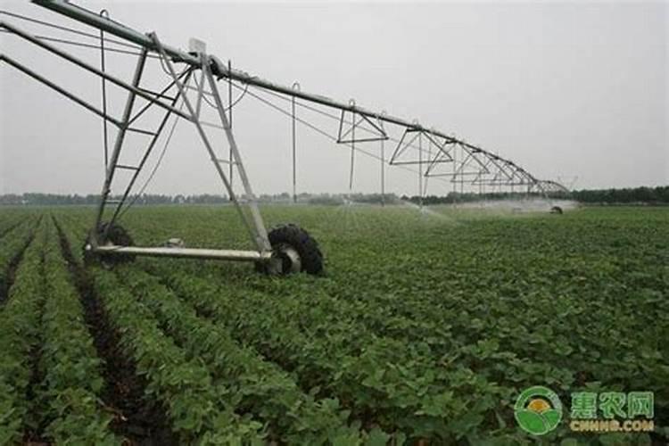 种植四季豆提高产量的施肥技巧有哪些