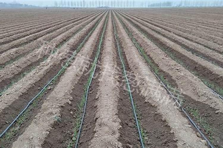 大葱什么时候移栽移栽大葱的时间