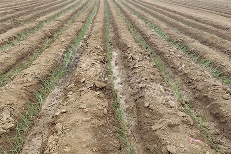 怎样使大葱生根快 如何使大葱生根快