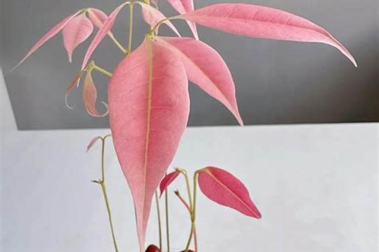 水溶肥灌根使用方法