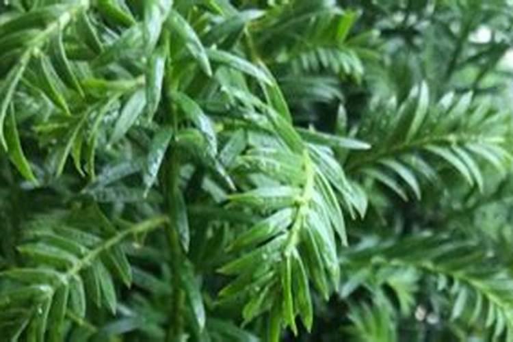 有哪位清楚红豆杉如何施叶面肥？需要关注哪些点