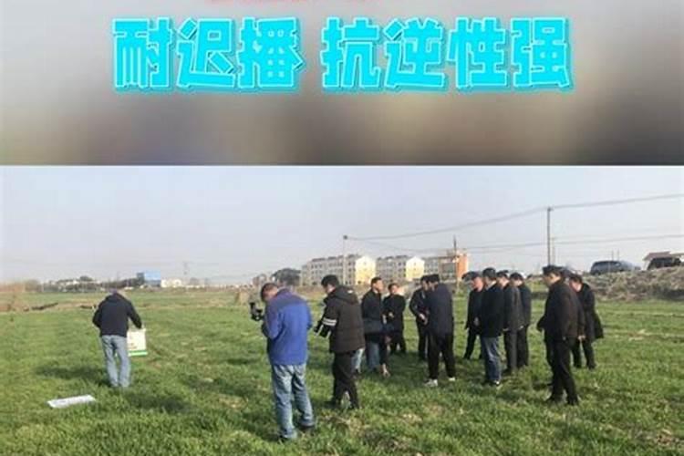 小麦喜欢什么肥料