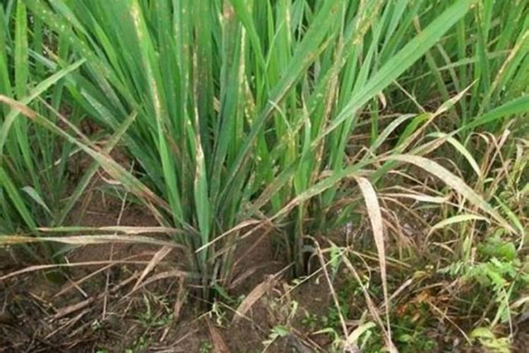 辣椒阳台盆栽种植方法