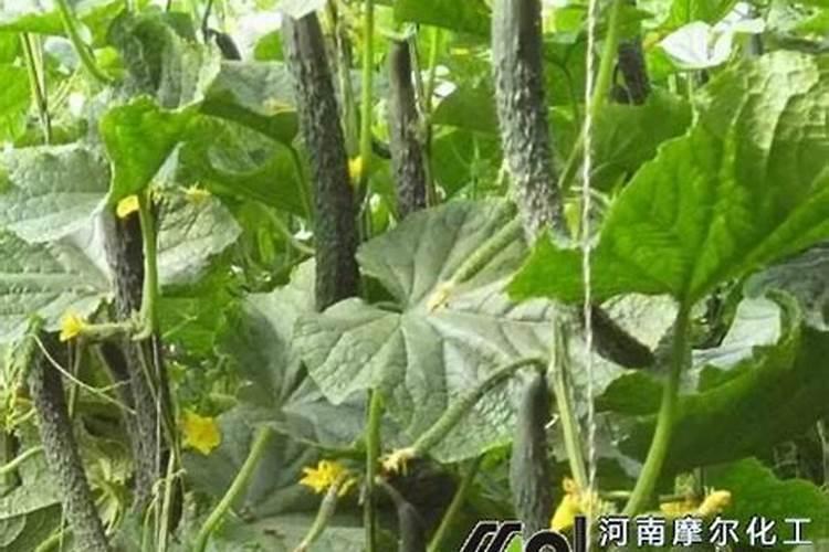 黄瓜追肥用什么肥料好？打什么叶面肥长的快？生根好的肥料？
