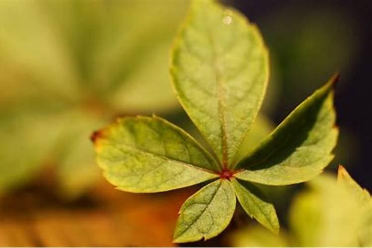 果树喷施硼肥时可兑多菌灵吗