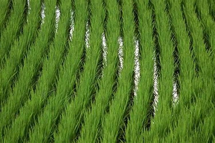 中药材什么时候用肥比较好？打什么叶面肥长的快？