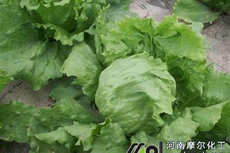 结球生菜想要产量高应该如何施肥？记住这几点!