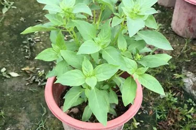 九层塔的种植方法和时间