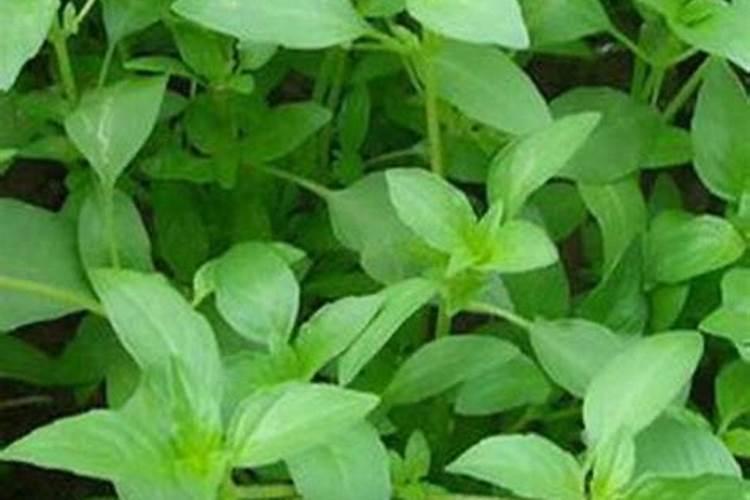 九层塔种植要注意什么 九层塔种植方法及注意事项