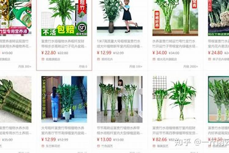 富贵竹施肥方法,用什么肥好