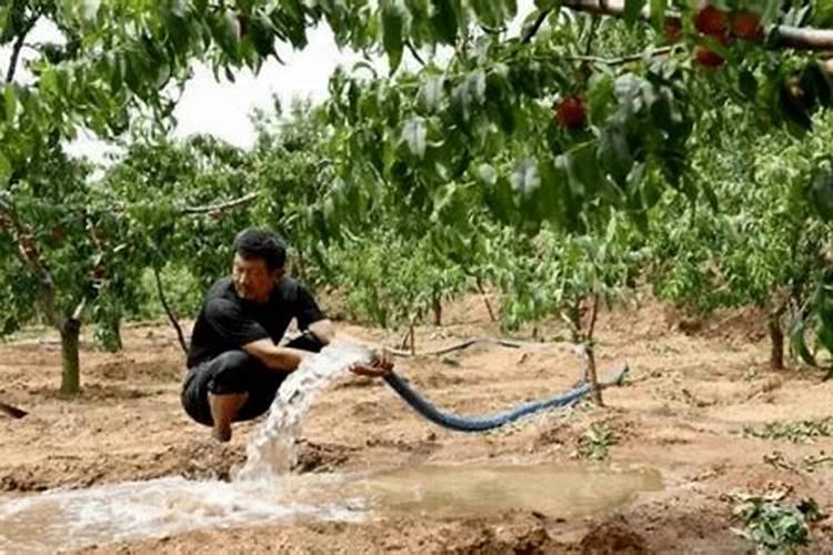 撒可富17一17一17撒施后几天起效果