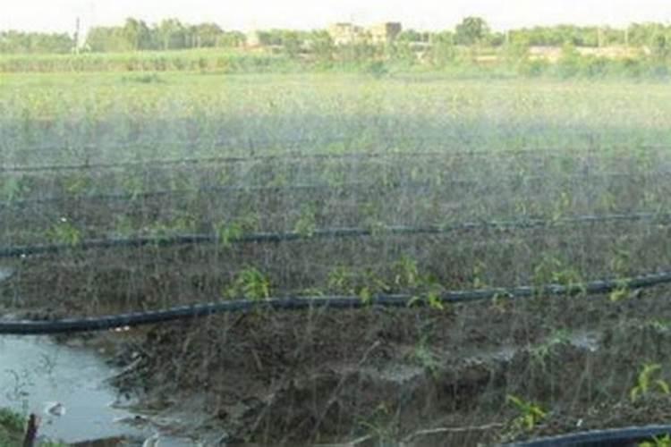 叶面肥三天喷一次可以吗