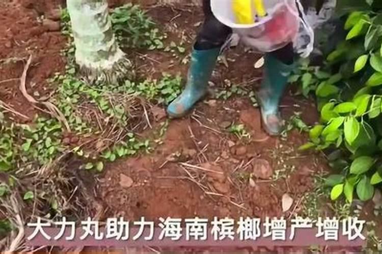 成年槟榔怎样施水肥？