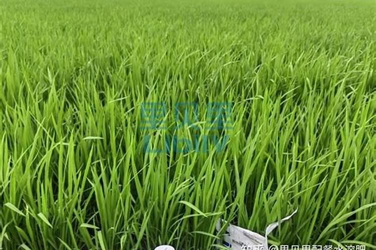 水稻什么时间喷硅合适