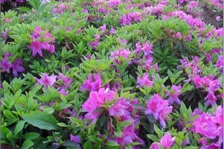 毛鹃小苗移栽多久可施肥