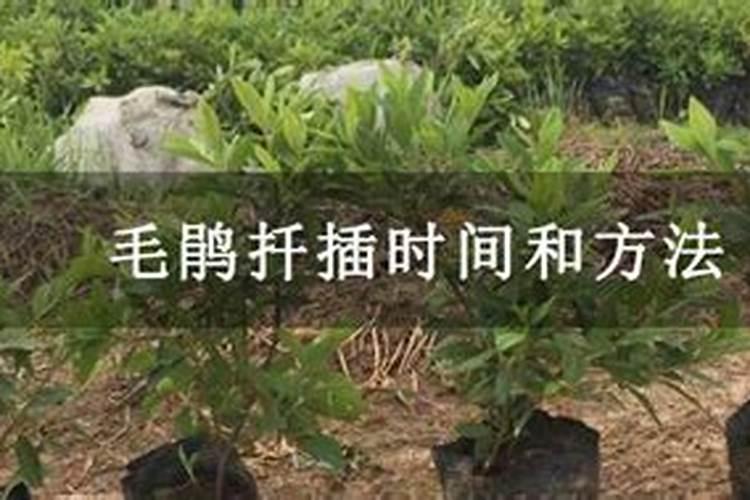 毛鹃小苗一平方多少颗