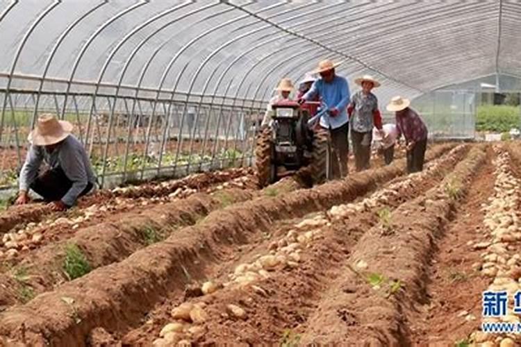 土豆施什么肥料好？土豆叶面喷什么好？土豆什么时候喷昆仑风叶面肥？