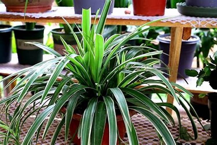 吊兰浇什么水好,叶子更绿更旺盛