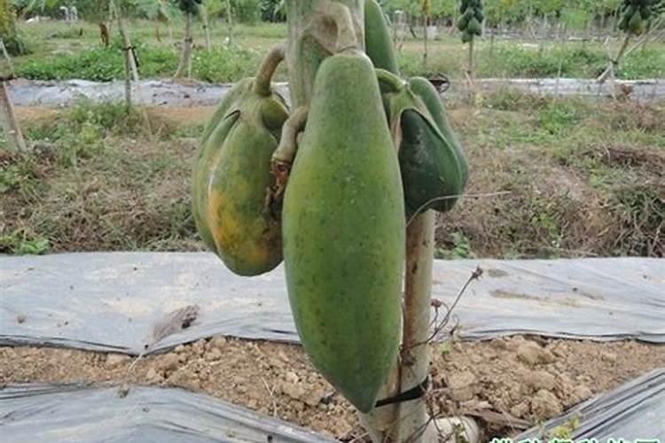 硼肥在花期的使用方法