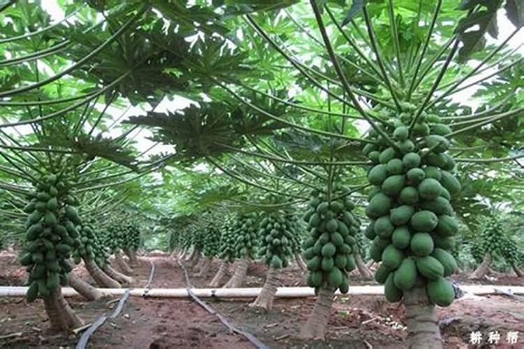 适量硼肥是每亩施多少斤硼肥