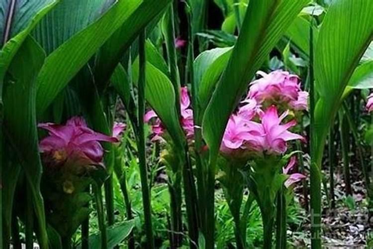 莪术用什么肥料高产 莪术的种植方法