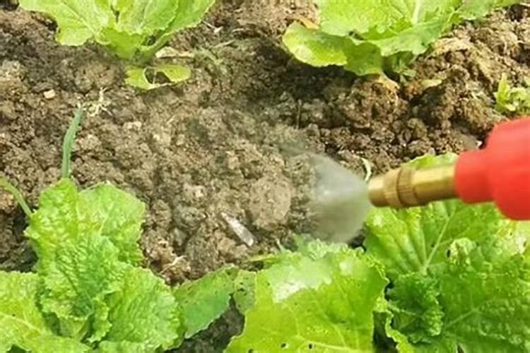 高温天气葡萄叶片喷什么能保护好