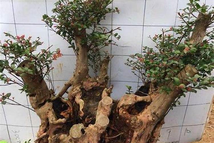 小叶赤楠在北方能养活吗