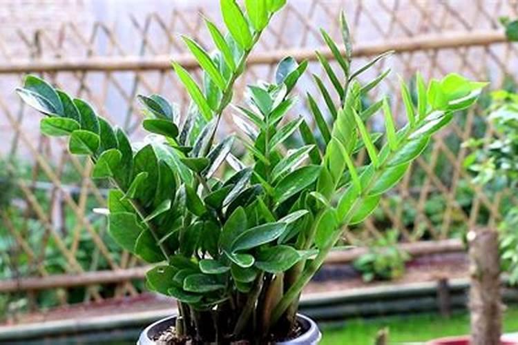 金钱树该用什么类型的肥料？