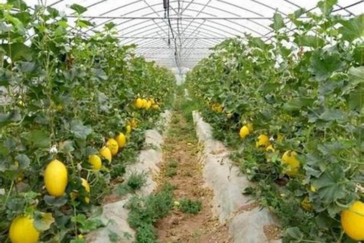 香甜瓜种植管理:大棚香甜瓜的吊蔓栽培方法