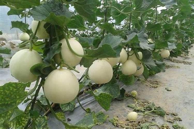 甜瓜怎么时候打茬最好