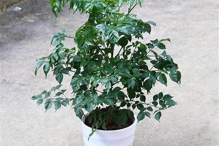 促长叶子用什么肥？