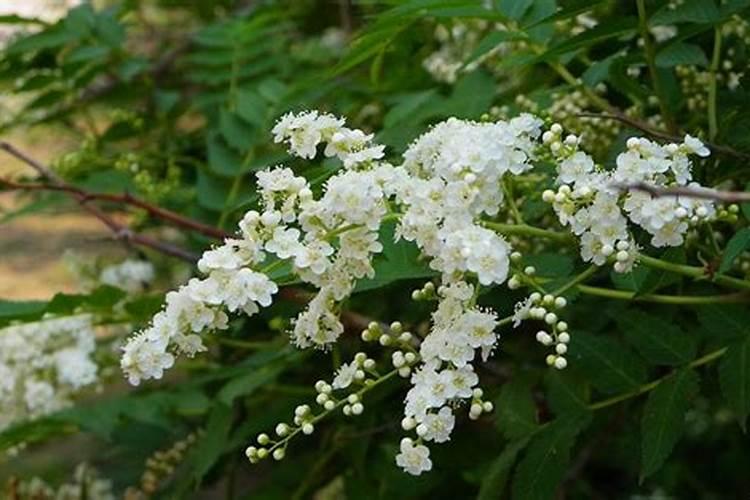 珍珠梅盆景的养殖方法和注意事项