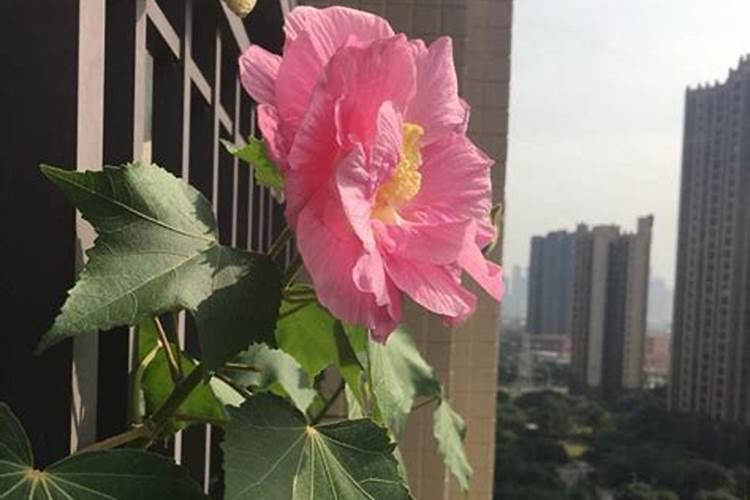 芙蓉花浇什么肥料合适