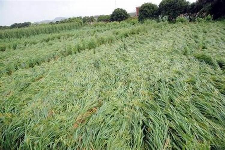 草莓用芸苔素内酯多长时间用一次