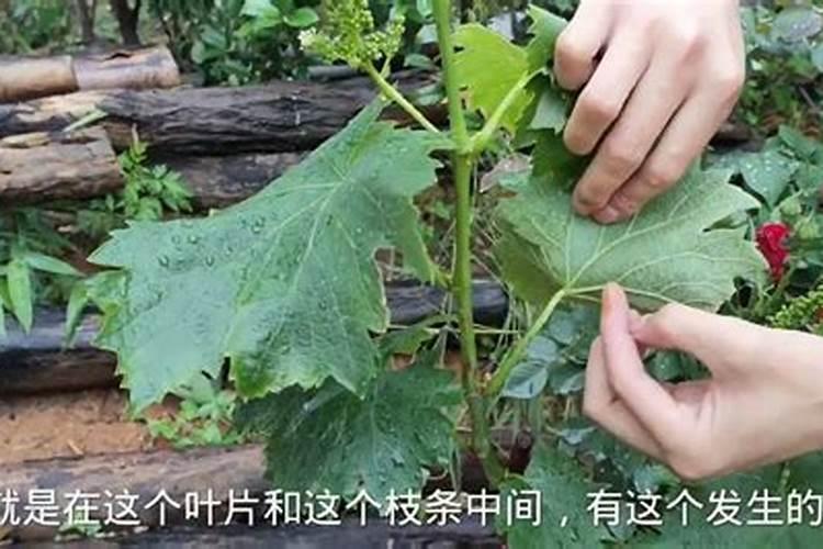 刚栽的葡萄树需要施肥吗？