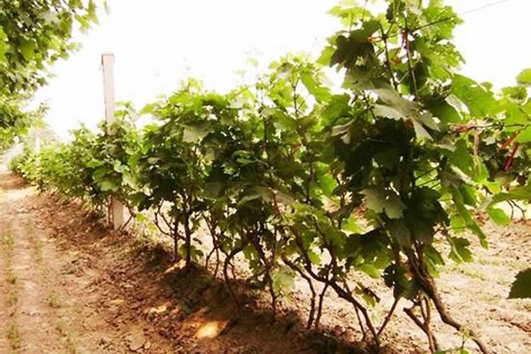 葡萄栽下多久可以施肥 葡萄栽种几年可施肥