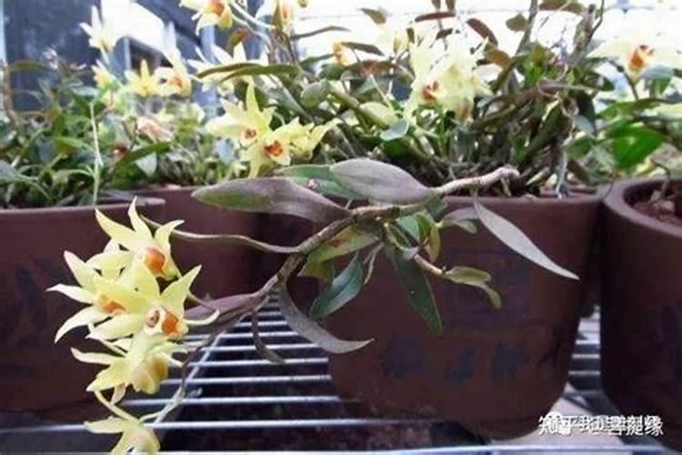 家庭盆栽石斛施什么肥料最好